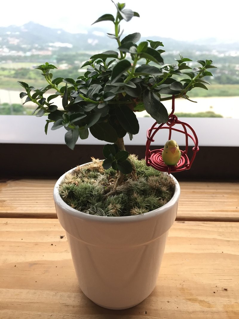 ［純自然］ 盆栽 植物 樹 鳥籠 鸚鵡 鳥 送禮 療癒 小物 可愛 potted bird birdcage - 盆栽/植栽 - 植物．花 綠色