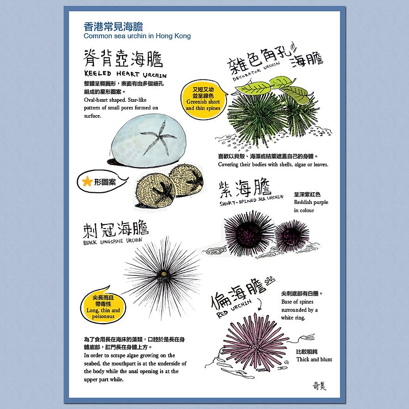 Hong Kong Urchin Postcard - Cards & Postcards - Paper Multicolor
