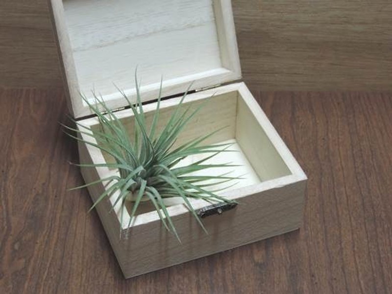 Dream Box ‧ Tillandsia - Plants - Cotton & Hemp 