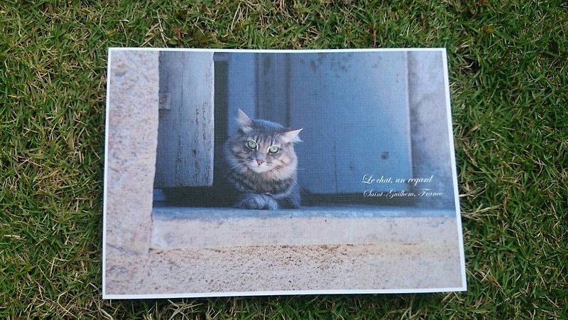 กระดาษ การ์ด/โปสการ์ด หลากหลายสี - European small day postcard cat one stare