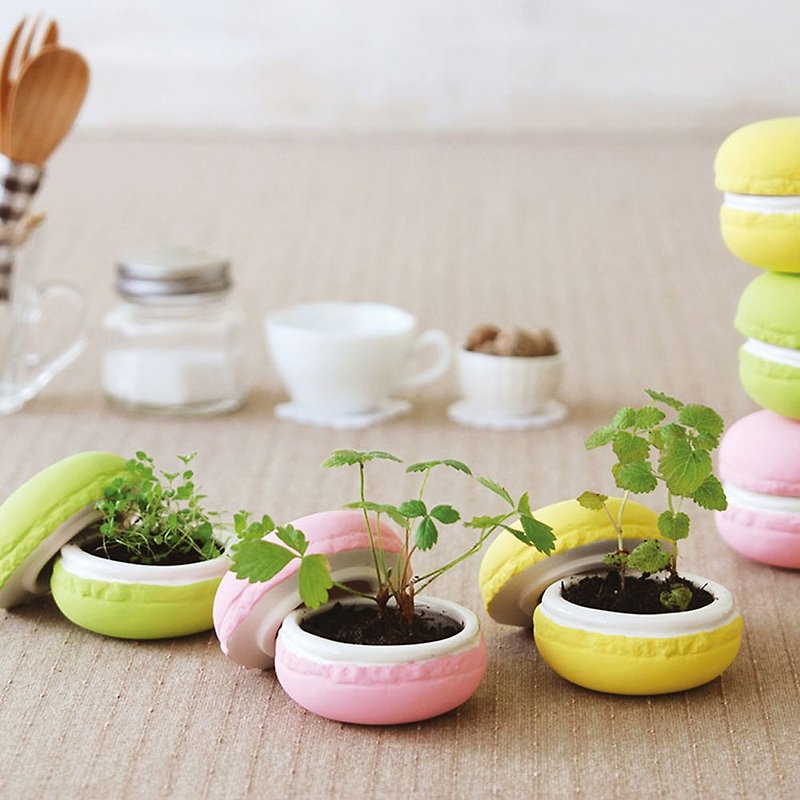 【Welfare Products Sale】Sweet Garden - Refurbished Macaron Dessert Cultivation Group Single - Plants - Pottery Multicolor