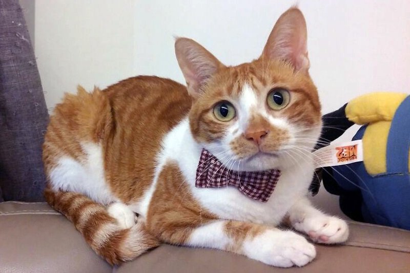 Burgundy Small Plaid Bowknot Pet Collar for Cats and Dogs S size - ปลอกคอ - วัสดุอื่นๆ สีแดง