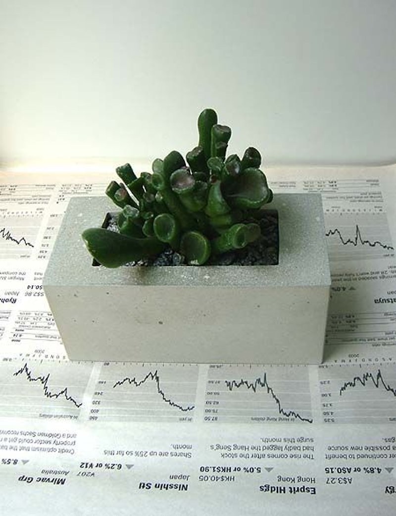 水泥花器+多肉植物筒葉花月 - 置物 - コンクリート 