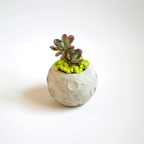惑星 - （植物を除く）プラネット盆地