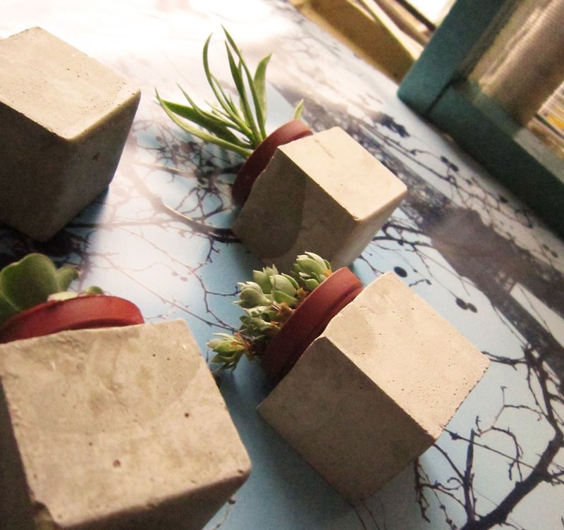 Magnet floating plant (send succulents!) - Plants - Cement Gray