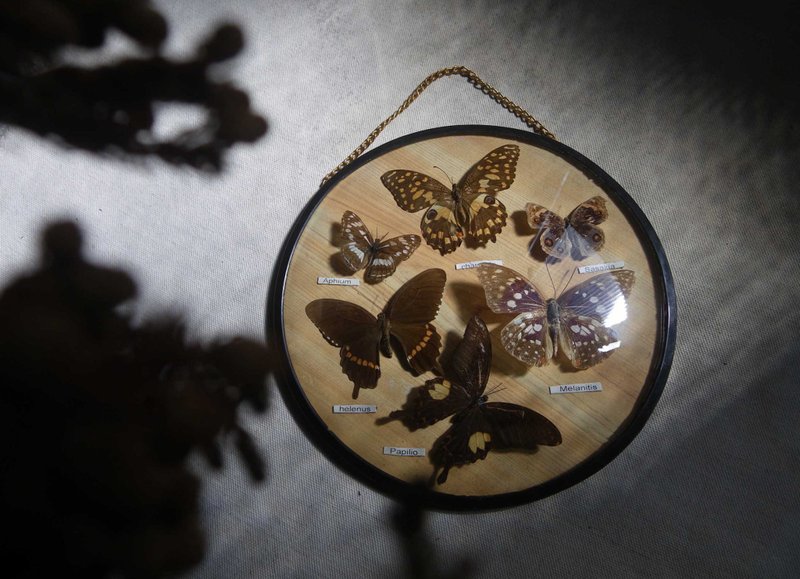 【老時光 OLD-TIME】早期台灣製蝴蝶標本 - 擺飾/家飾品 - 其他材質 