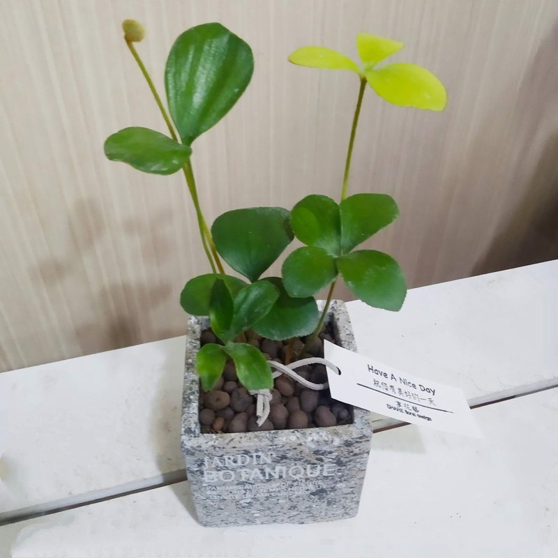 幸運樹(墨西哥鐵樹)水泥盆 佈置空間或送禮心意皆適宜 - 植栽/盆栽 - 植物．花 