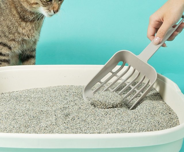 Cat litter with pheromones sale