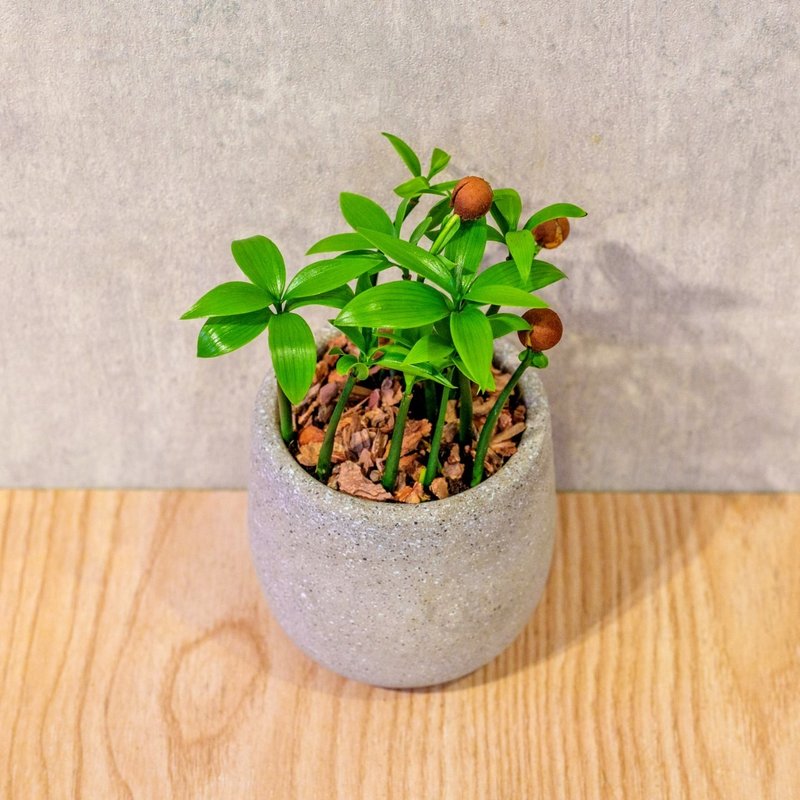 竹柏 桌上型水泥盆栽 觀葉植物 禮物 盆栽 交換禮物 植物 - 盆栽/植栽 - 植物．花 灰色