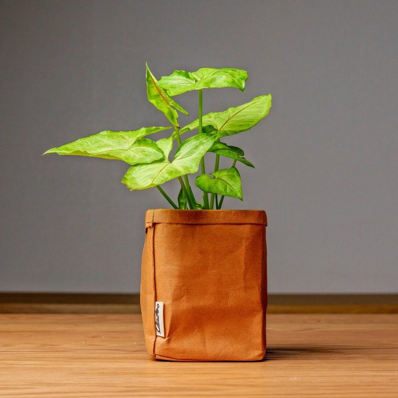 金玉合果芋 可水洗牛皮紙盆栽 桌上型盆栽 觀葉植物 交換禮物 - 盆栽/植栽 - 植物．花 