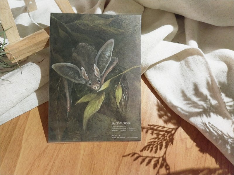 Taiwanese long-eared bat - Taiwan's unique animal series - Endemic species Taiwan postcard - Cards & Postcards - Paper 