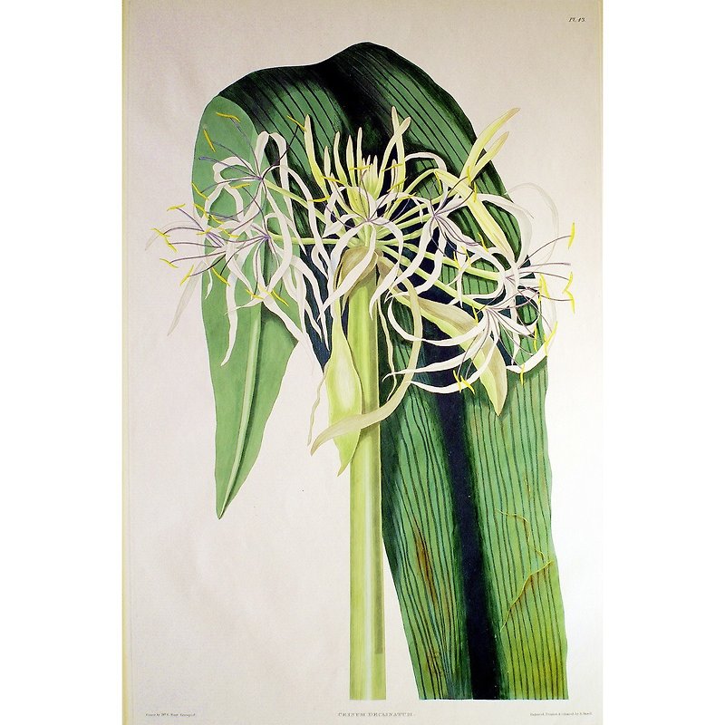 Seven-star Manjusri-Plant Book with Six Stamens- Prints and paintings - Posters - Paper 