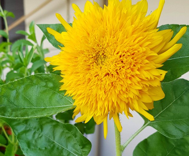 ひまわりの種玉 5個入り 花土なし ショップ Woopapers 観葉植物 Pinkoi