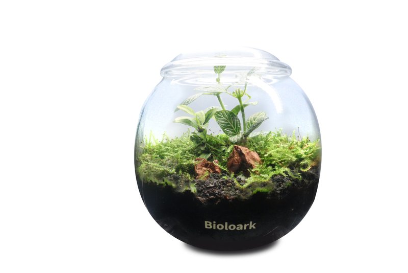 [Customized] Fernxing Ecological Bottle-Baby Ball - Plants - Glass 