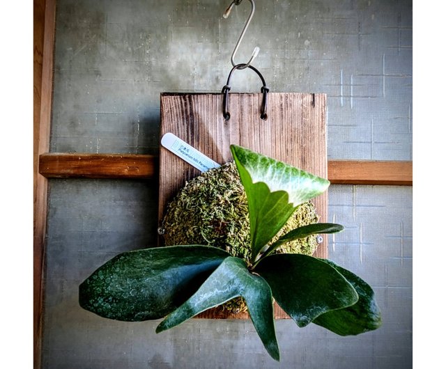 Panama staghorn fern Platycerium hillii Panama - Shop cinnatural