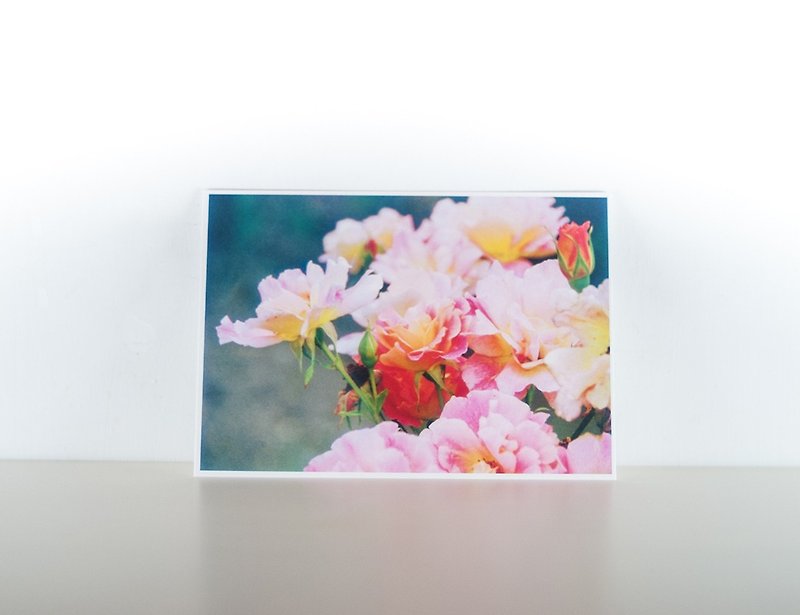 攝影明信片 | 粉紅玫瑰 - 花草微風景 - 心意卡/卡片 - 紙 粉紅色