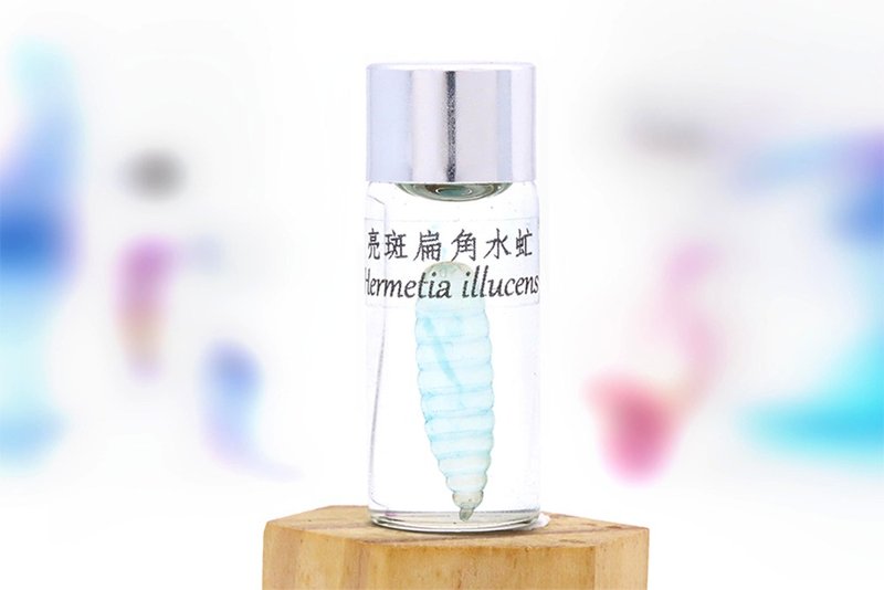 Transparent biological specimen - Hermetia illucens [Online only] - ของวางตกแต่ง - แก้ว 