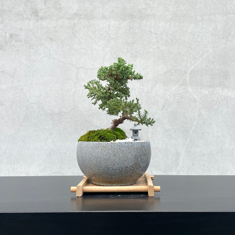 小品盆栽-組合珍珠柏 盆景 送禮 - 盆栽/植栽 - 植物．花 