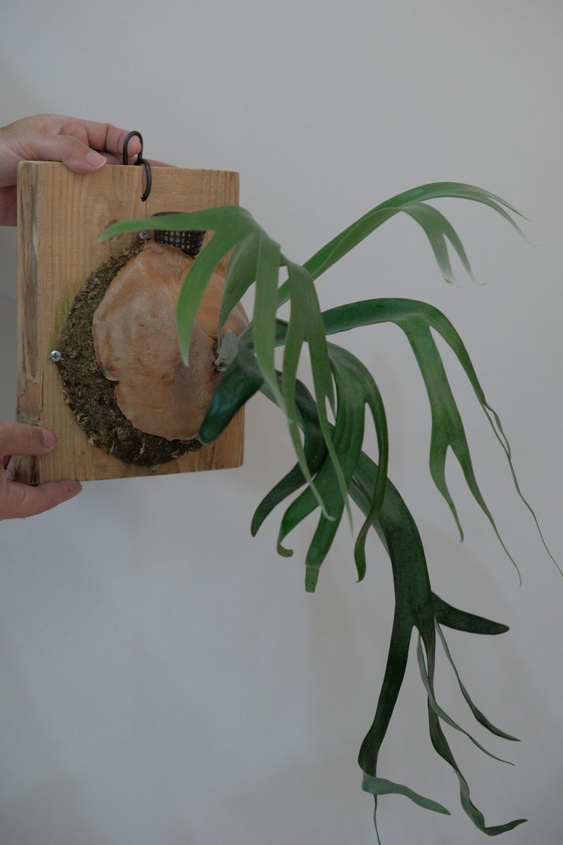 Curly Staghorn Fern - ตกแต่งต้นไม้ - พืช/ดอกไม้ 