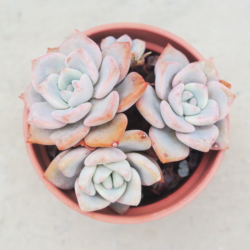 【荳荳多肉】【朧寶】喬遷│送禮│升遷│多肉植物 - 盆栽/植栽 - 植物．花 