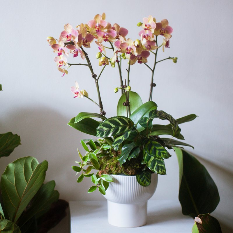 Medium-sized potted pink and green orchids | Rongsheng | Opening gifts | Home decoration - ตกแต่งต้นไม้ - พืช/ดอกไม้ สึชมพู