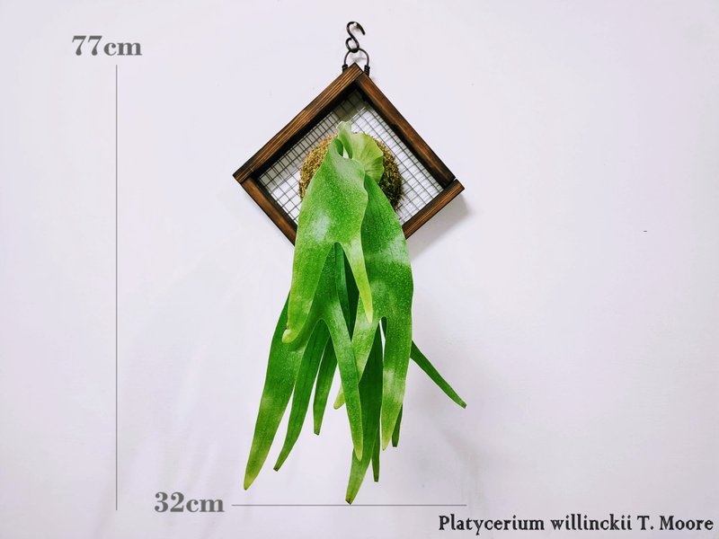 爪哇鹿角蕨 - 盆栽/植栽 - 植物．花 綠色