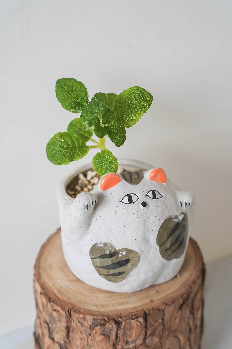 [Ficus Plants and Flowers] Bubble Leaf Ficus Lucifera Lucky Cat Potted Ceramic Potted Indoor Ornamental Plant - Plants - Plants & Flowers 