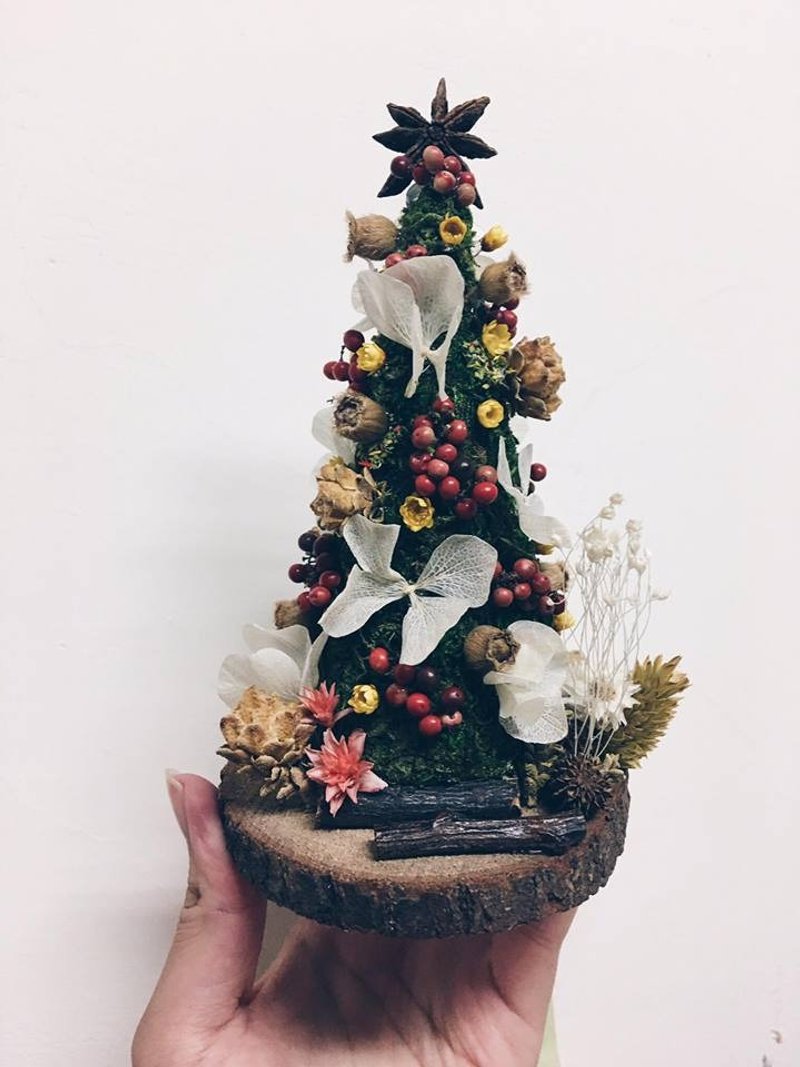 Sapin de Noël----聖誕樹No.1 - 盆栽/植栽 - 植物．花 