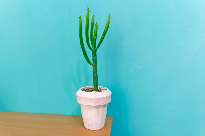 水泥盆器 多肉植物 -T盆 - 盆栽/植栽 - 水泥 粉紅色