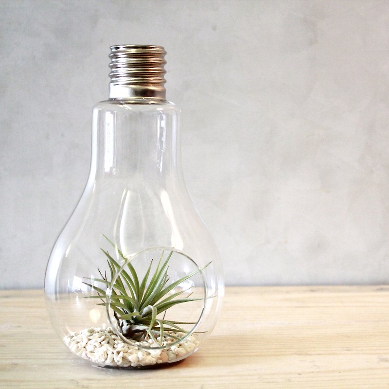 Tillandsia & glass Hanabusa (bulb) - Plants - Plants & Flowers Green