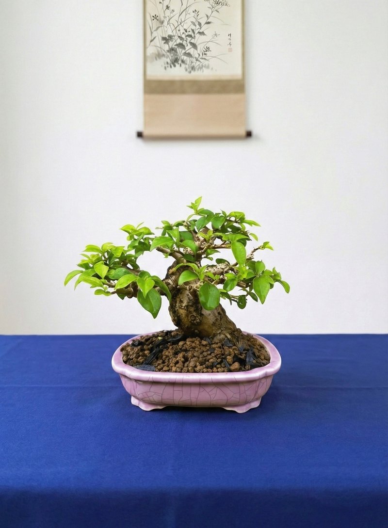 小品盆栽 九重葛 - 植物/盆栽/盆景 - 植物．花 