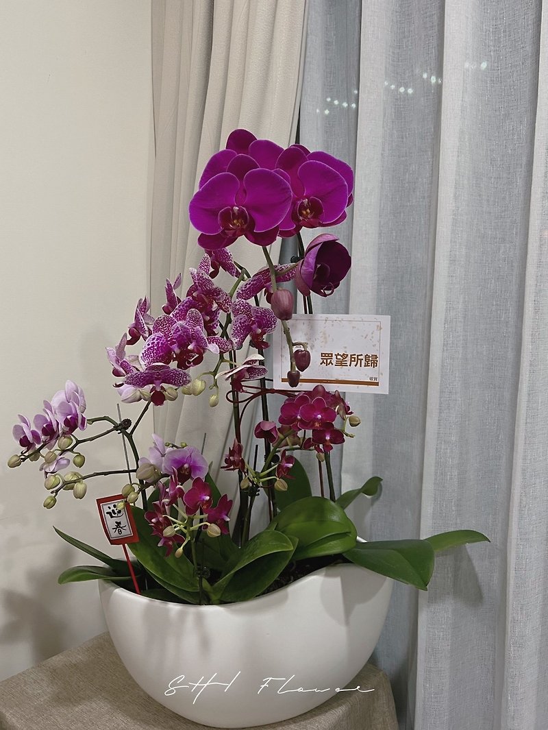 SHI Congratulations Potted Flowers | Phalaenopsis Potted Flowers | Congratulations Flower Ceremony - Plants - Plants & Flowers Purple