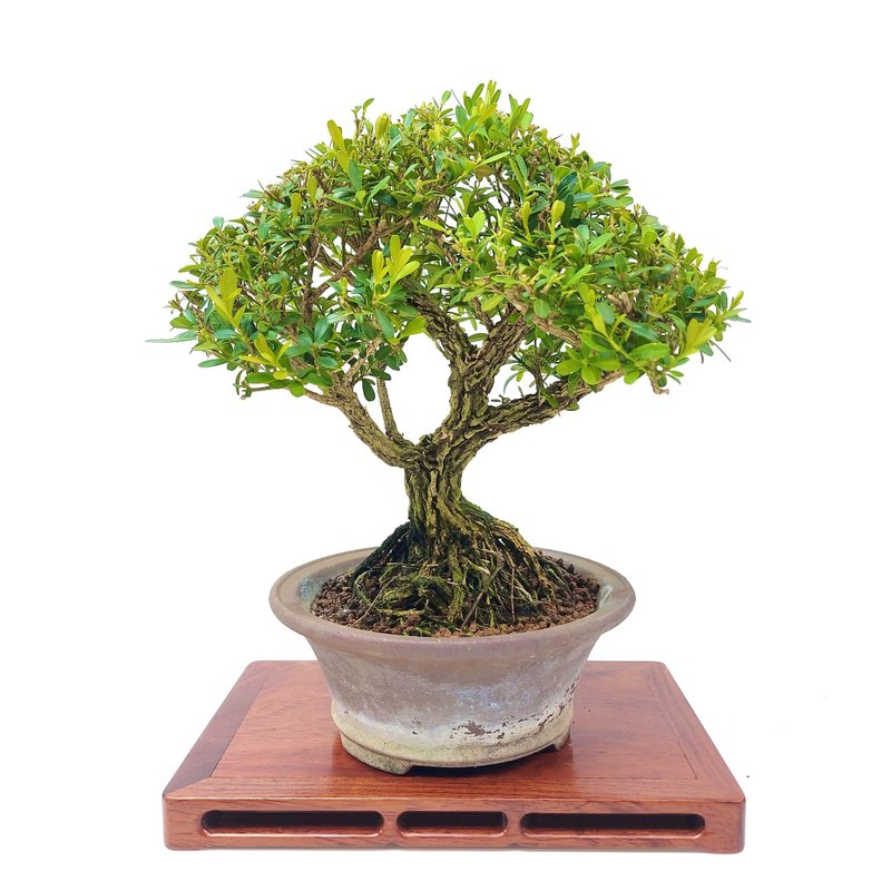 小品盆栽・雀舌黃楊・ヒメツゲ - 盆栽/植栽 - 植物．花 