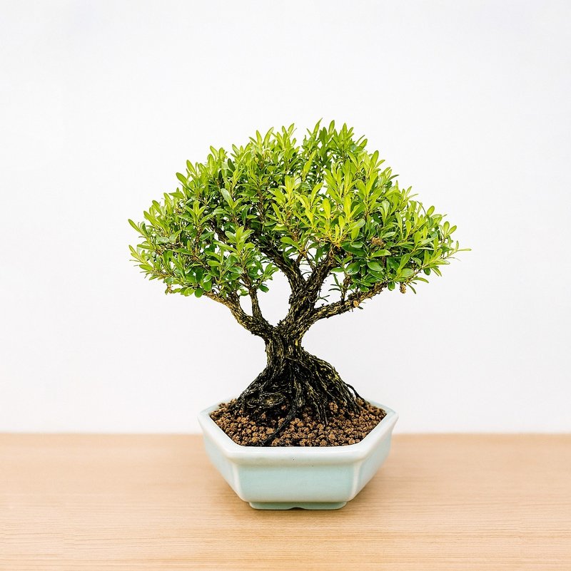 小品盆栽・雀舌黃楊・ヒメツゲ - 盆栽/植栽 - 植物．花 