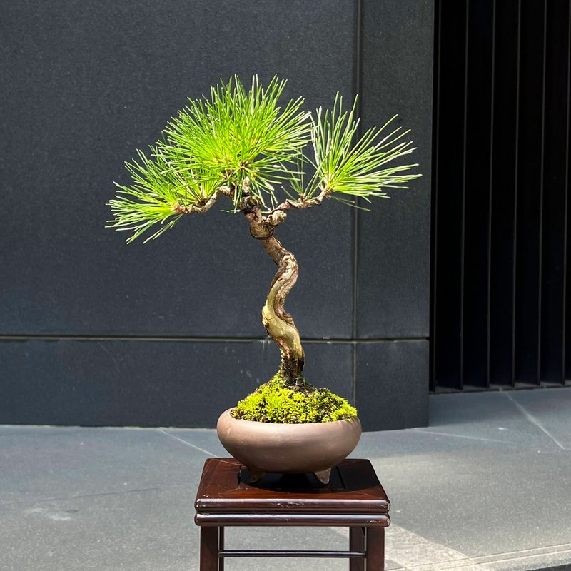 舍利盆景∣文人三河黑松 禪境盆栽 - 盆栽/植栽 - 陶 