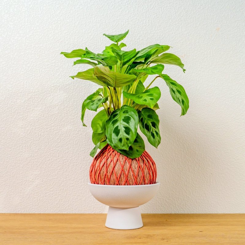 苔球植物 綠豹竹芋粉橘苔球加磨砂高腳缽 苔球 苔玉 禮物 送禮 - 盆栽/植栽 - 植物．花 綠色