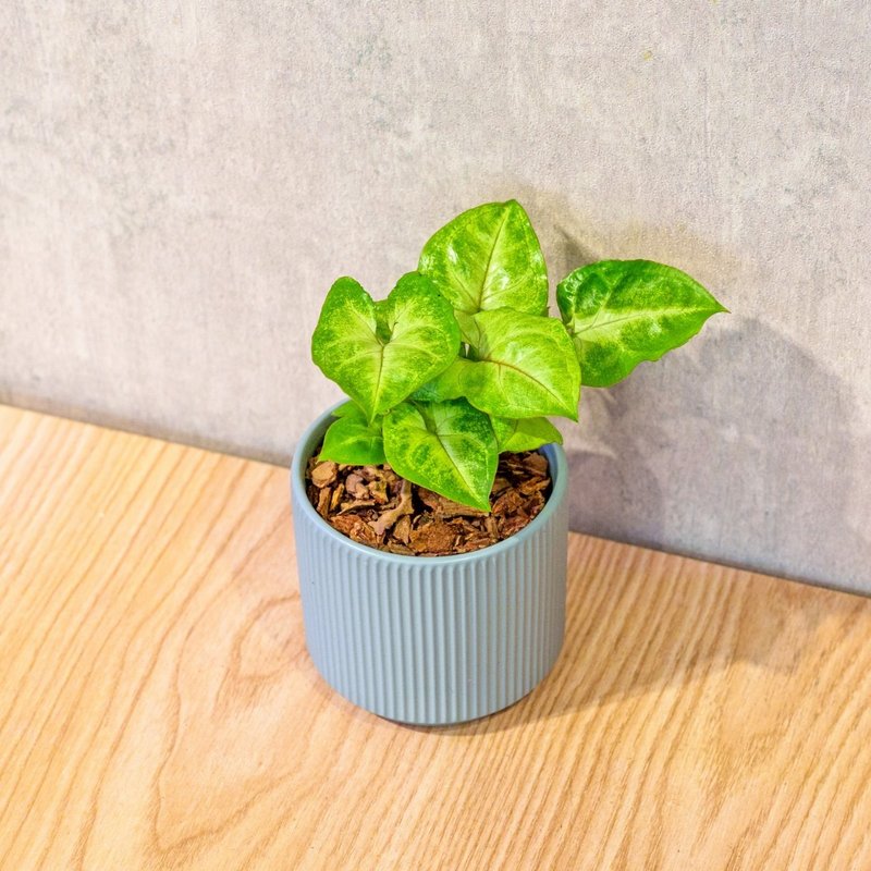 金玉合果芋 莫蘭迪色系直紋陶盆 室內植物 觀葉植物 禮物 盆栽 - 盆栽/植栽 - 植物．花 藍色