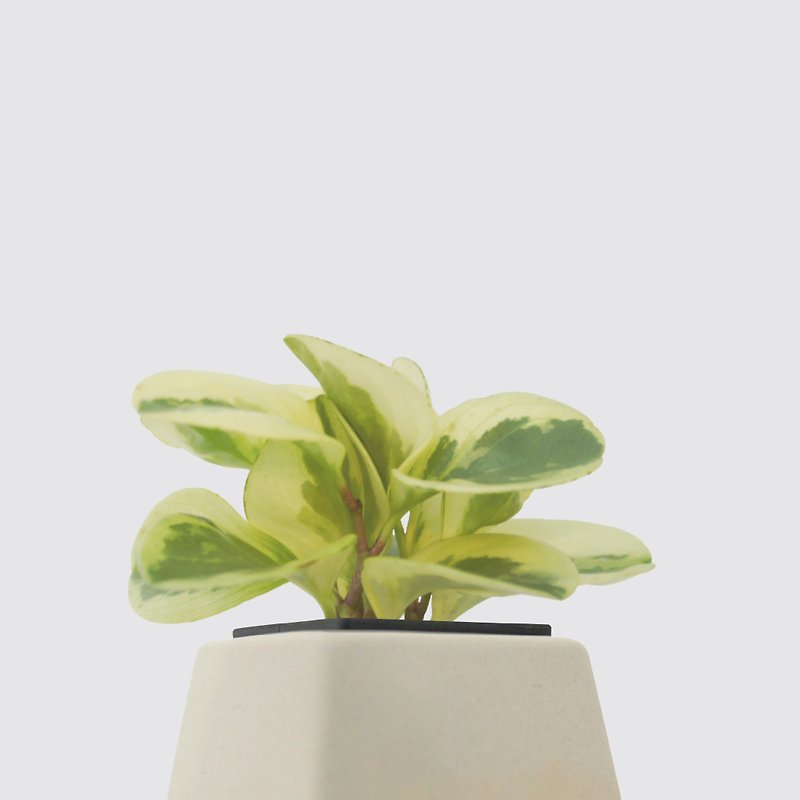 │ Square Pot Series│ Milky Spotted Pepper Grass - Air Purification Lucky Hydroponic Plant Lazy Potted Plant - Plants - Plants & Flowers 