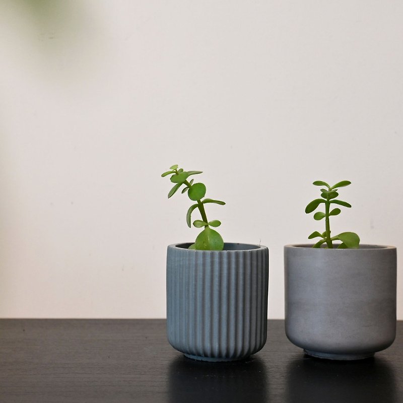 Succulents in Cement pots/succulents/plants/ Cement pots/mud pots/pots/flower containers/ Cement - Plants - Cement Gray