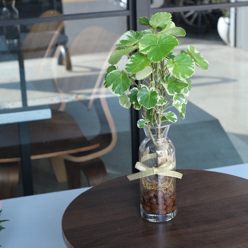 Hydroponic Planting│Ban Ye Phloxii_Indoor Plants Office Potted Plants Store Decoration - ตกแต่งต้นไม้ - แก้ว 