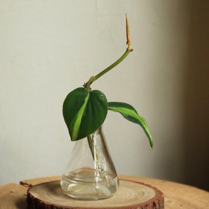 水耕植物——斑葉心葉蔓綠絨 燒杯玻璃器 室內觀葉 水耕 植物 - 盆栽/植栽 - 植物．花 