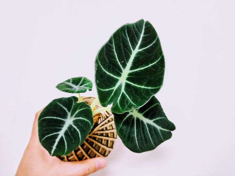 黑絲絨觀音蓮苔球│窗邊植物│陽台植物│觀葉植物 - 盆栽/植栽 - 植物．花 黑色