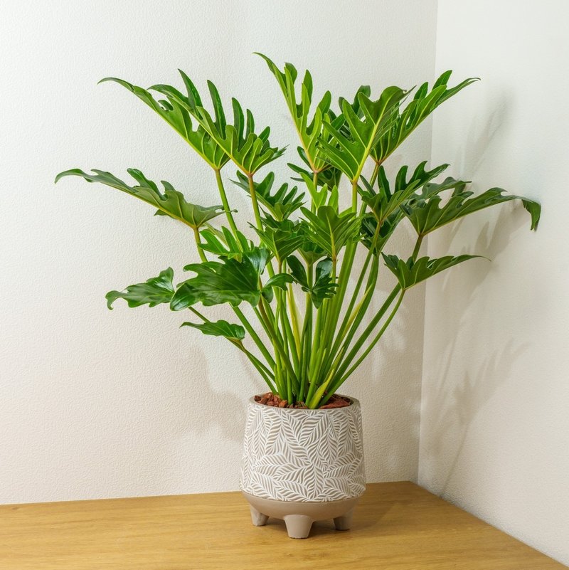 Showboat philodendron large leaf pattern Cement potted table potted plant opening gift housewarming gift - ตกแต่งต้นไม้ - พืช/ดอกไม้ 