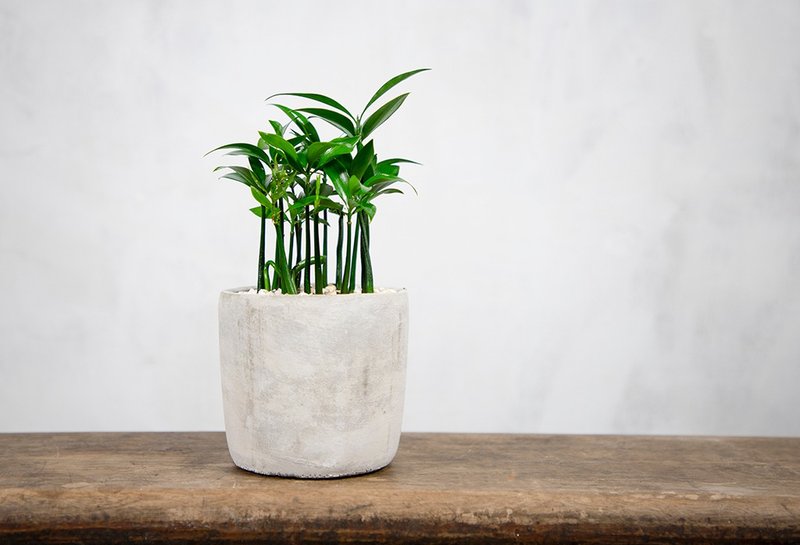 [Indoor potted plants] Bamboo and cypress potted plants, small potted foliage plants, money tree potted plants, good luck in planting - Plants - Plants & Flowers Green