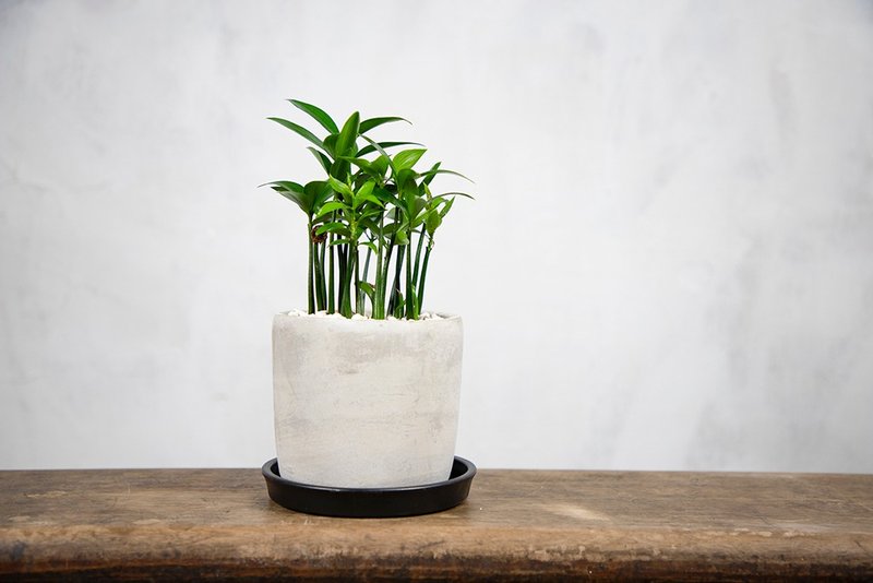 [Indoor potted plants] Bamboo and cypress potted plants, small potted foliage plants, money tree potted plants, good luck in planting - ตกแต่งต้นไม้ - พืช/ดอกไม้ สีเขียว