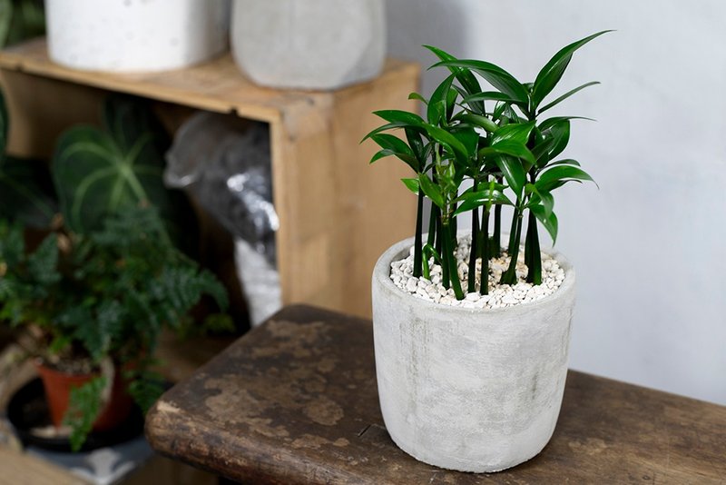 [Indoor potted plants] Bamboo and cypress potted plants, small potted foliage plants, money tree potted plants, good luck in planting - Plants - Plants & Flowers Green