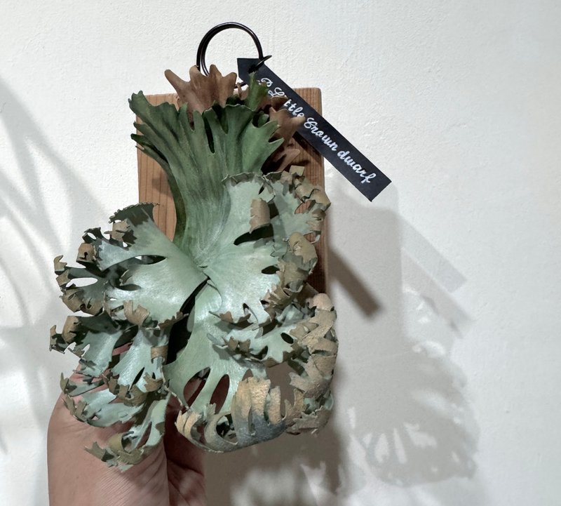 侏儒小皇冠皮革鹿角蕨 - 壁貼/牆壁裝飾 - 真皮 