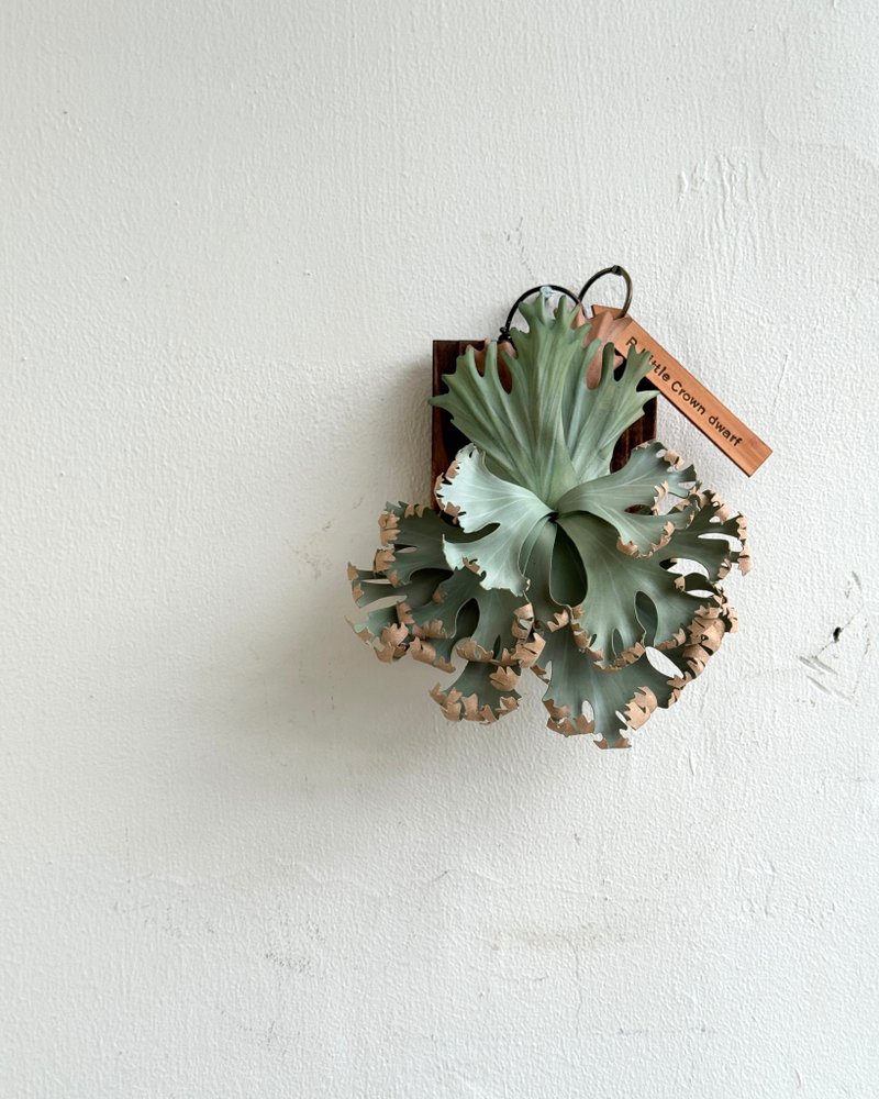 P. Little Crown dwarf 侏儒小皇冠_皮革鹿角蕨 - 擺飾/家飾品 - 真皮 