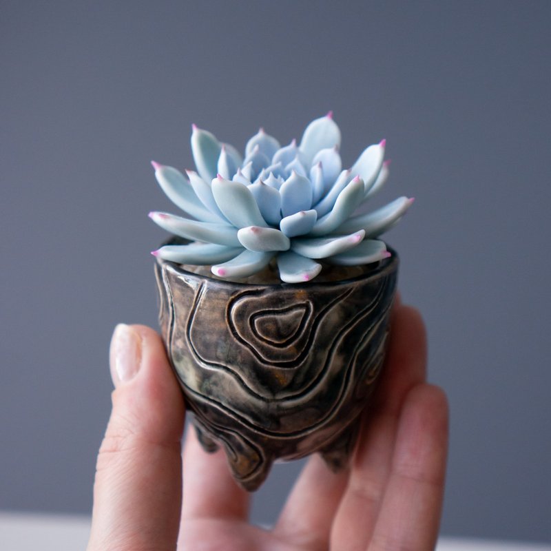 Tiny jewelry box with Echeveria Cuspidata Gemulla - 居家收納/收納盒/儲物盒 - 其他材質 