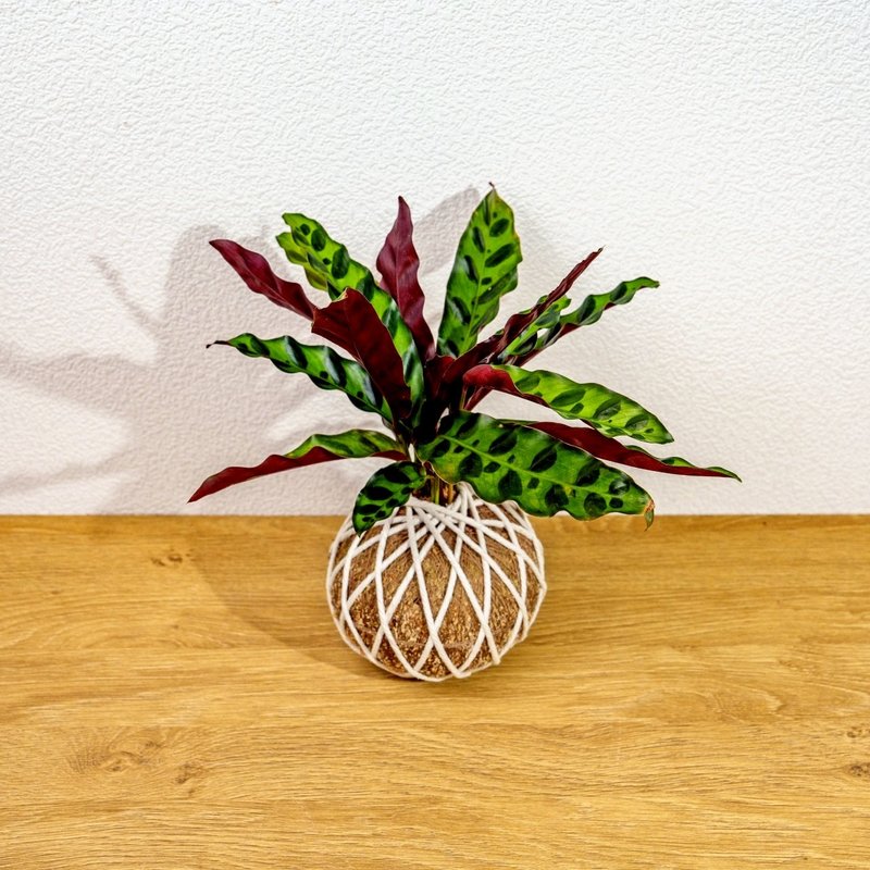 苔球植物 箭羽竹芋苔球 苔玉 禮物 送禮 桌上盆栽 - 盆栽/植栽 - 植物．花 綠色